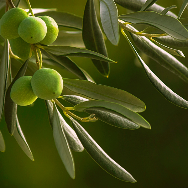 Olive Oil